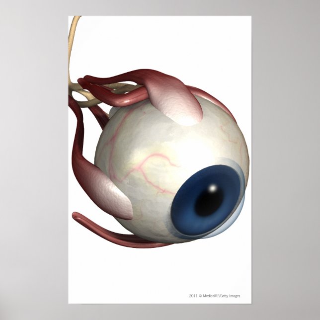 Realistic rendering of the muscles of the eye poster (Vorne)