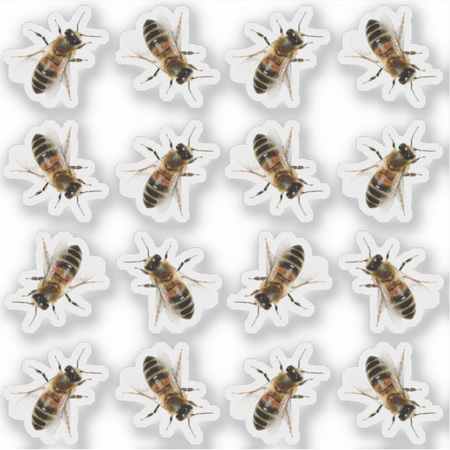 Realistische Aufkleber für Honigbienen in Lebensgr (Vorderseite)