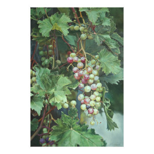 Realistische Weinrebe mit Blättern – Fine Art Fotodruck