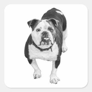 Realistischer Bulldogge, gemütlicher Aufkleber
