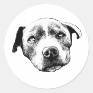 Realistischer Pit Bull Portrait Aufkleber