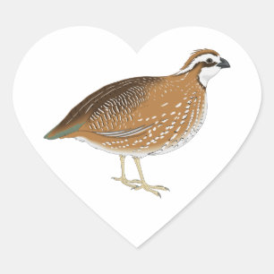 Realistischer Wachtel-Vogel Herz-Aufkleber