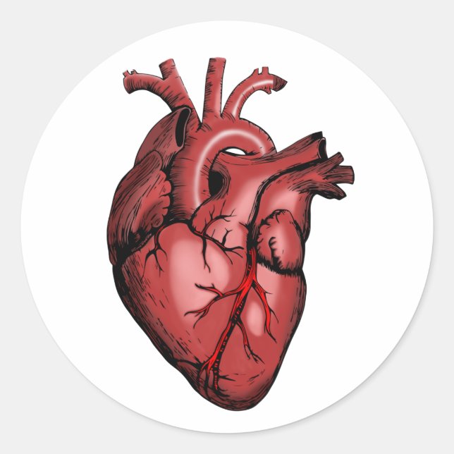 Realistisches Anatomisches Herzbild Runder Aufkleber (Vorderseite)