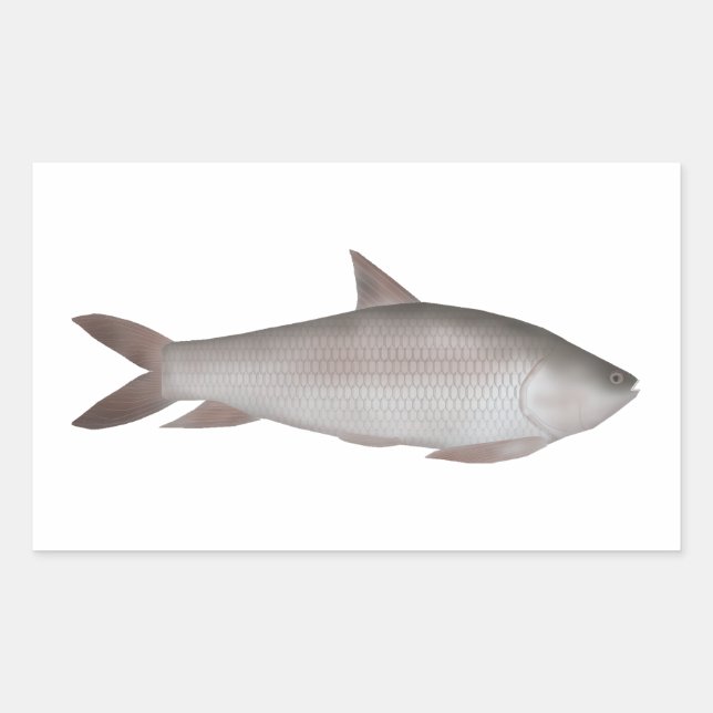 Reba Carp Rechteckiger Aufkleber (Vorderseite)