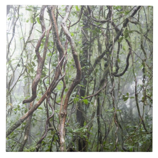 Rebe und Niederlassungen verdreht im Regenwald Fliese (Vorderseite)