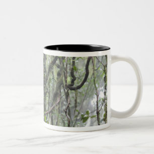 Rebe und Niederlassungen verdreht im Regenwald Zweifarbige Tasse