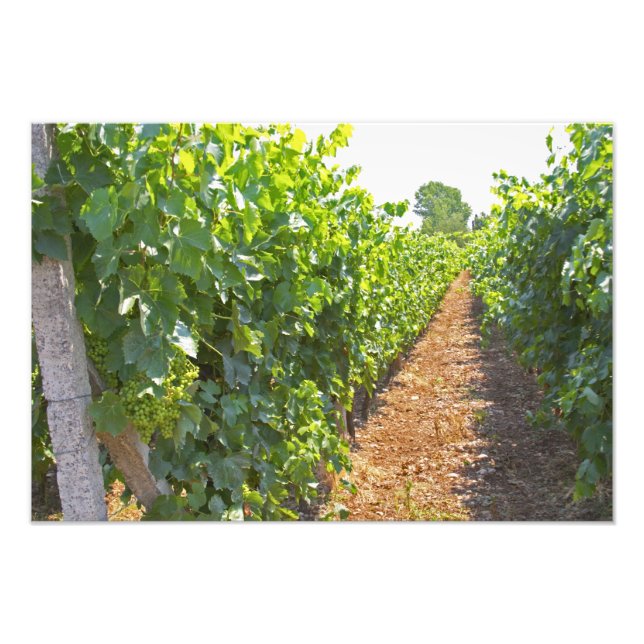 Reben, die auf Drähten trainiert werden, unterstüt Fotodruck (Vorne)