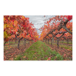 Reben im Herbst Fotodruck