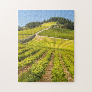 Rebfläche, Stellenbosch, Western