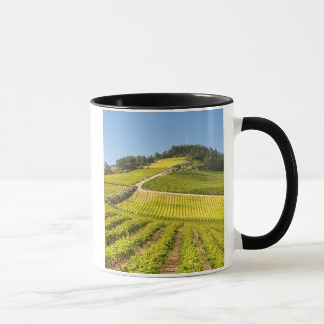 Rebfläche, Stellenbosch, Western Tasse (Rechts)
