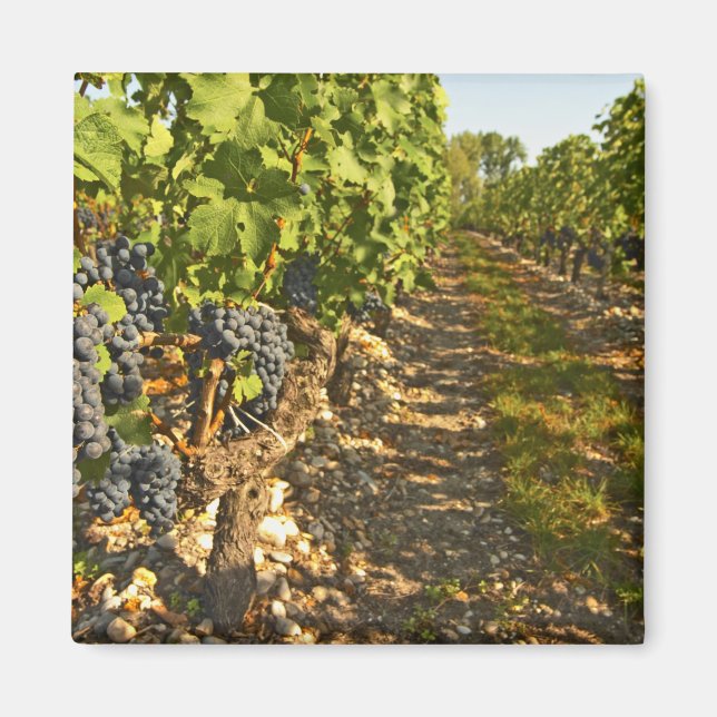Rebstöcke von Cabernet Sauvignon in Folge Magnet (Vorne)