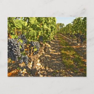 Rebstöcke von Cabernet Sauvignon in Folge Postkarte