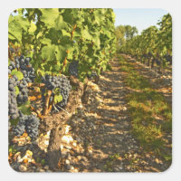 Rebstöcke von Cabernet Sauvignon in Folge