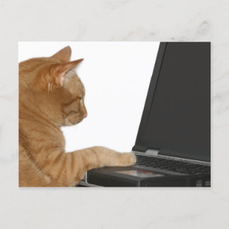 Rechenkatze Postkarte