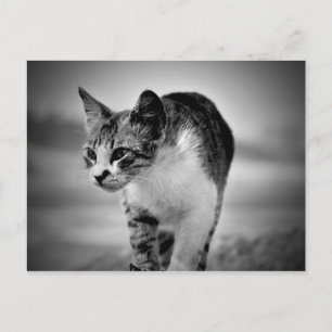 recherche carte postale