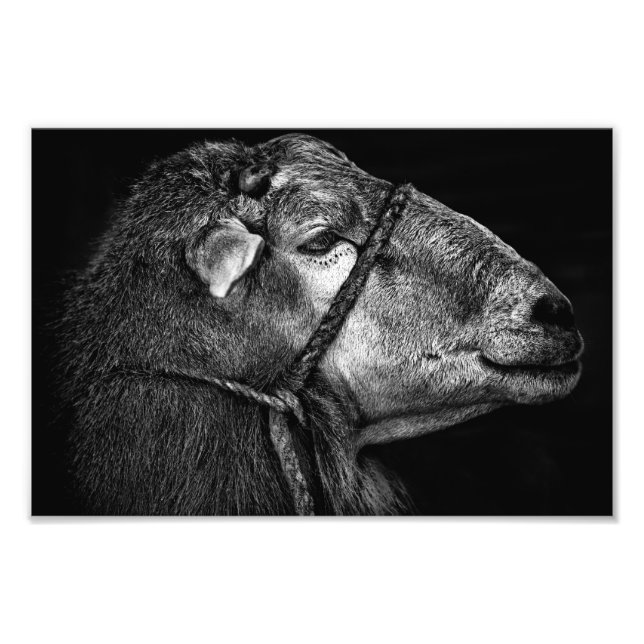 Recht Fotodruck (Vorne)