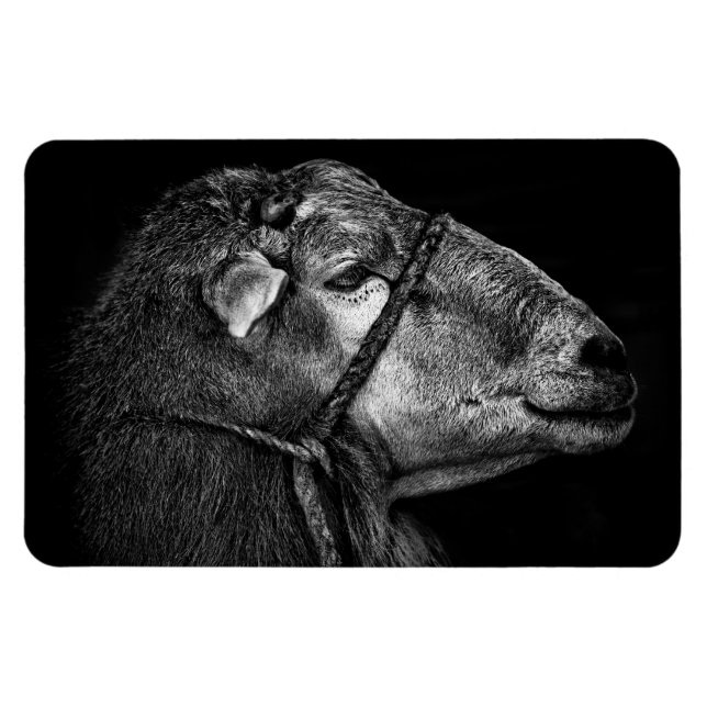 Recht Magnet (Horizontal)