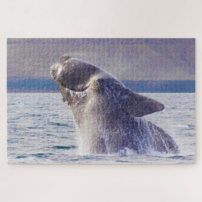 Rechter Whale (Horizontal)