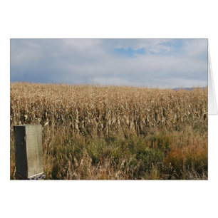Récolte de maïs d'automne
