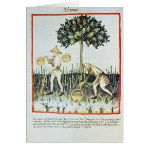Récolteuses d'asperge, 13ème siècle