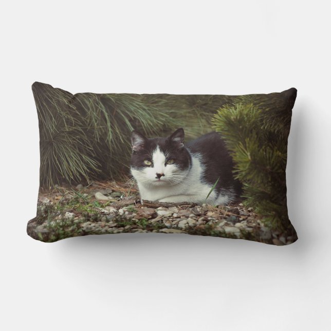 Rectangle Chat Shorthair - Coussin (Recto)