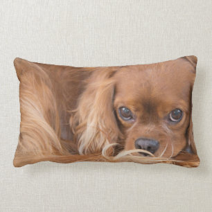 Rectangle Coussin Cavalier King Charles Spaniel Les Yeux Sur