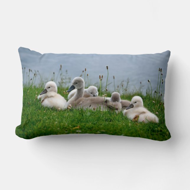 Rectangle Jeunes cygnes mignons de cygne - coussin (Recto)