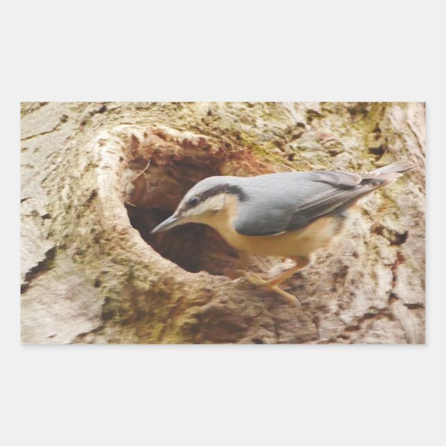 Rectangulaire Sticker de trou de nuthatch et de pic (Devant)