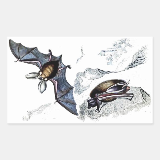 Rectangulaire Sticker pour chauves-souris (Devant)