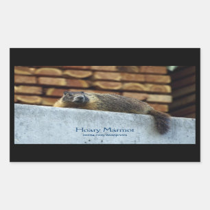 Rectangulaire Sticker pour la faune de Hoary Marmot (Whistler)