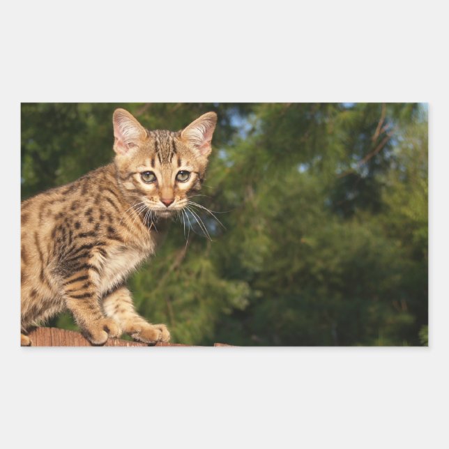 Rectangulaire Sticker Rectangle de chat Savannah (Devant)