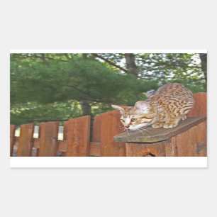 Rectangulaire Sticker Rectangle de chat Savannah