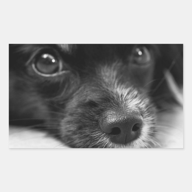 Rectangulaire Sticker Visage Chien Chien Mignonne (Devant)