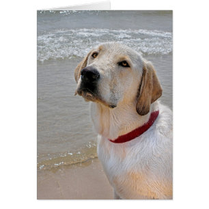 Récupération de la romance