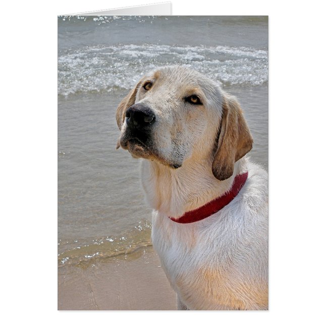 Récupération de la romance (Devant)