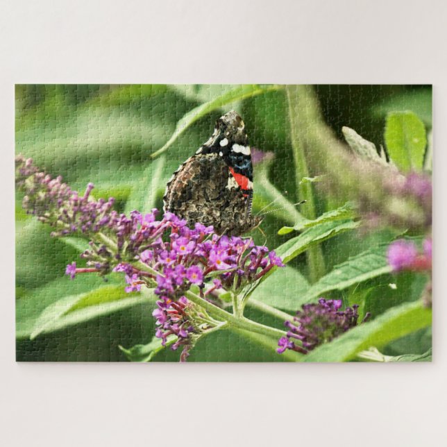 Red Admiral Butterfly (Horizontal)