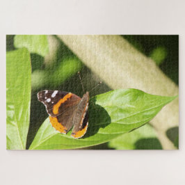 Red Admiral Butterfly