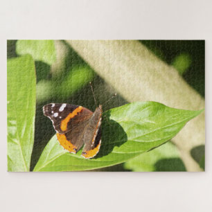 Red Admiral Butterfly
