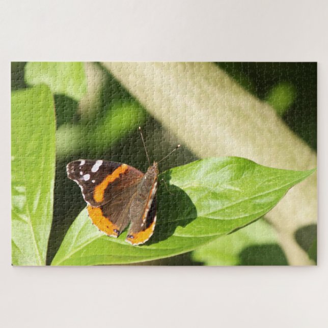 Red Admiral Butterfly (Horizontal)