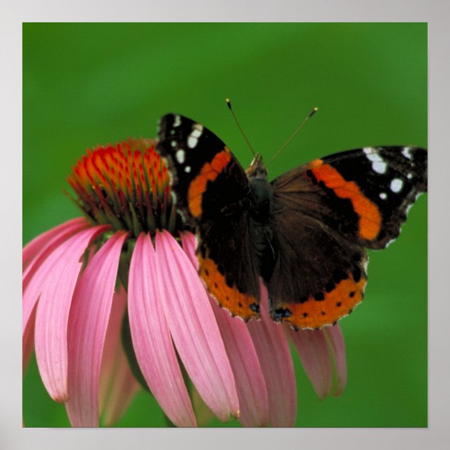 Red Admiral Butterfly Poster (Vorne)