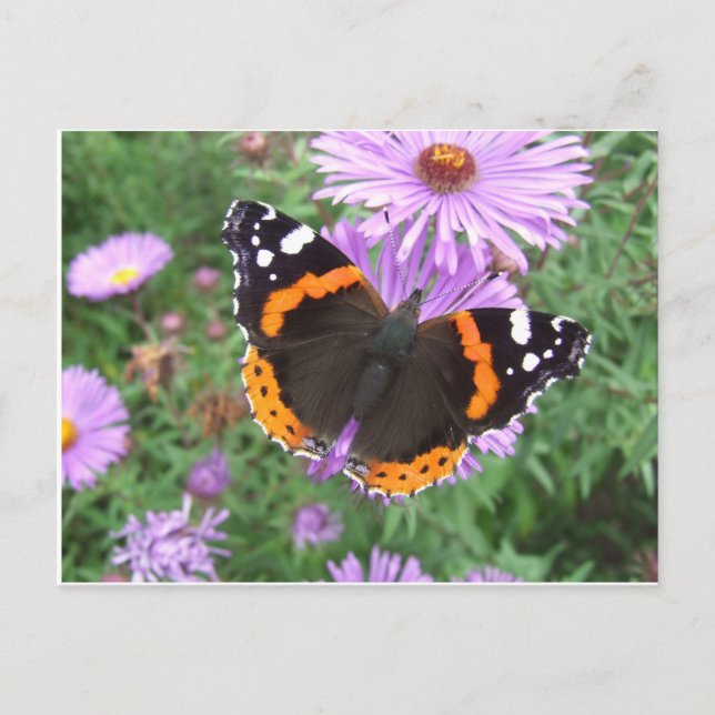 Red Admiral Butterfly Postkarte (Vorderseite)