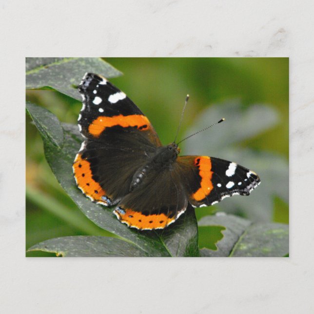 Red Admiral Butterfly Postkarte (Vorderseite)