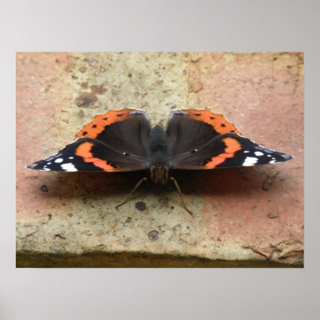 Red Admiral Butterfly Print Poster (Vorne)