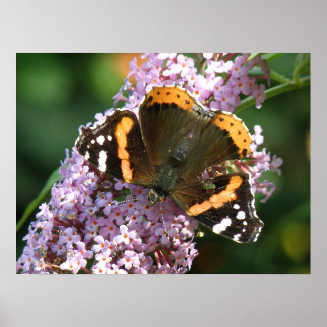 Red Admiral Butterfly und Buddleia Poster (Vorne)