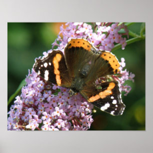 Red Admiral Butterfly und Buddleia Poster