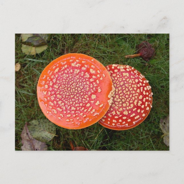 Red Amanita Champignons Photo Carte postale (Devant)