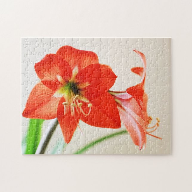 Red Amaryllis Blume (Horizontal)