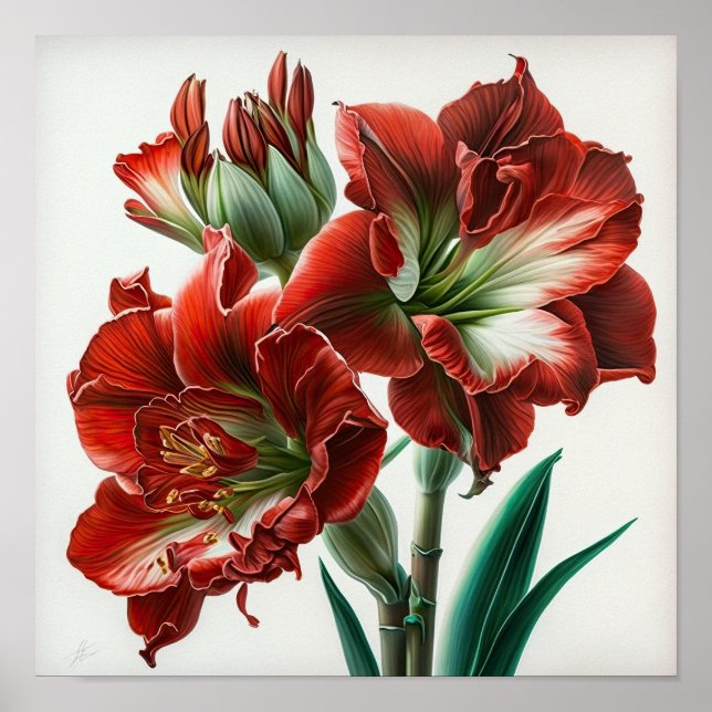 Red Amaryllis Blume Art Print Poster (Vorne)