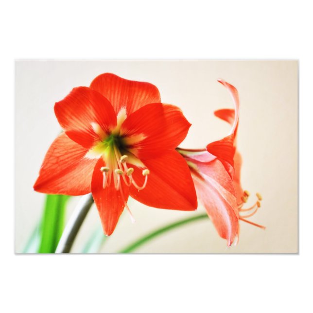 Red Amaryllis Blume Fotodruck (Vorne)