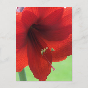 Red Amaryllis Blume Naturpark California Postkarte
